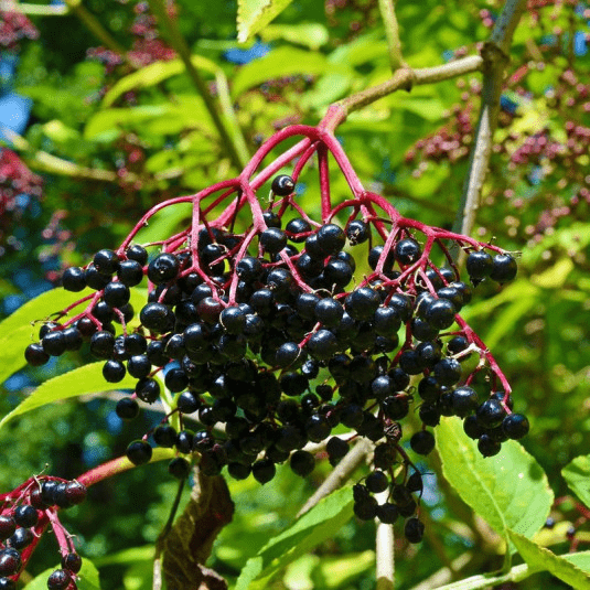 Des images de diffrentes plantes